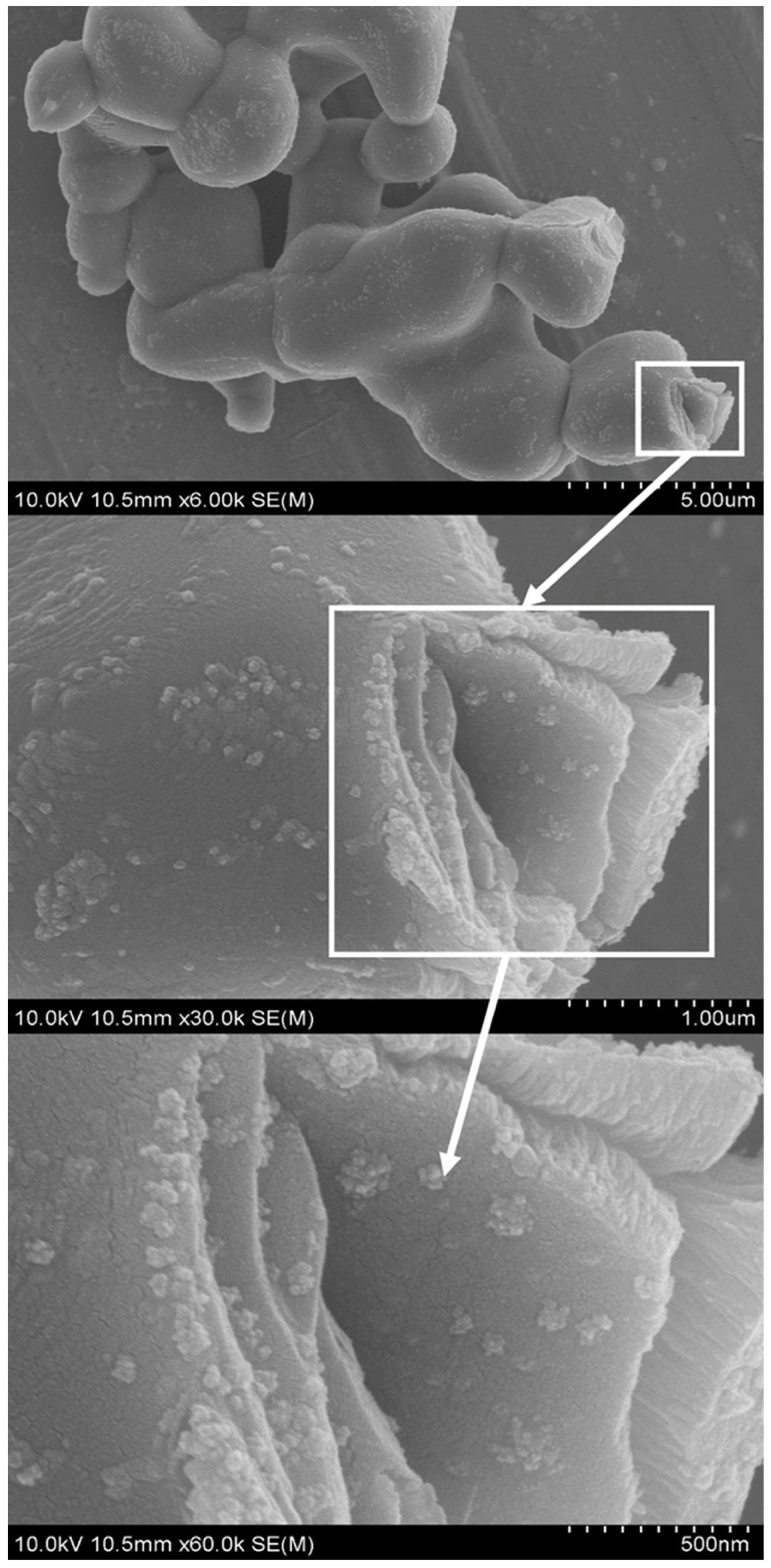 Catalysts 14 00059 g008 Catalysts 14 00059 g008