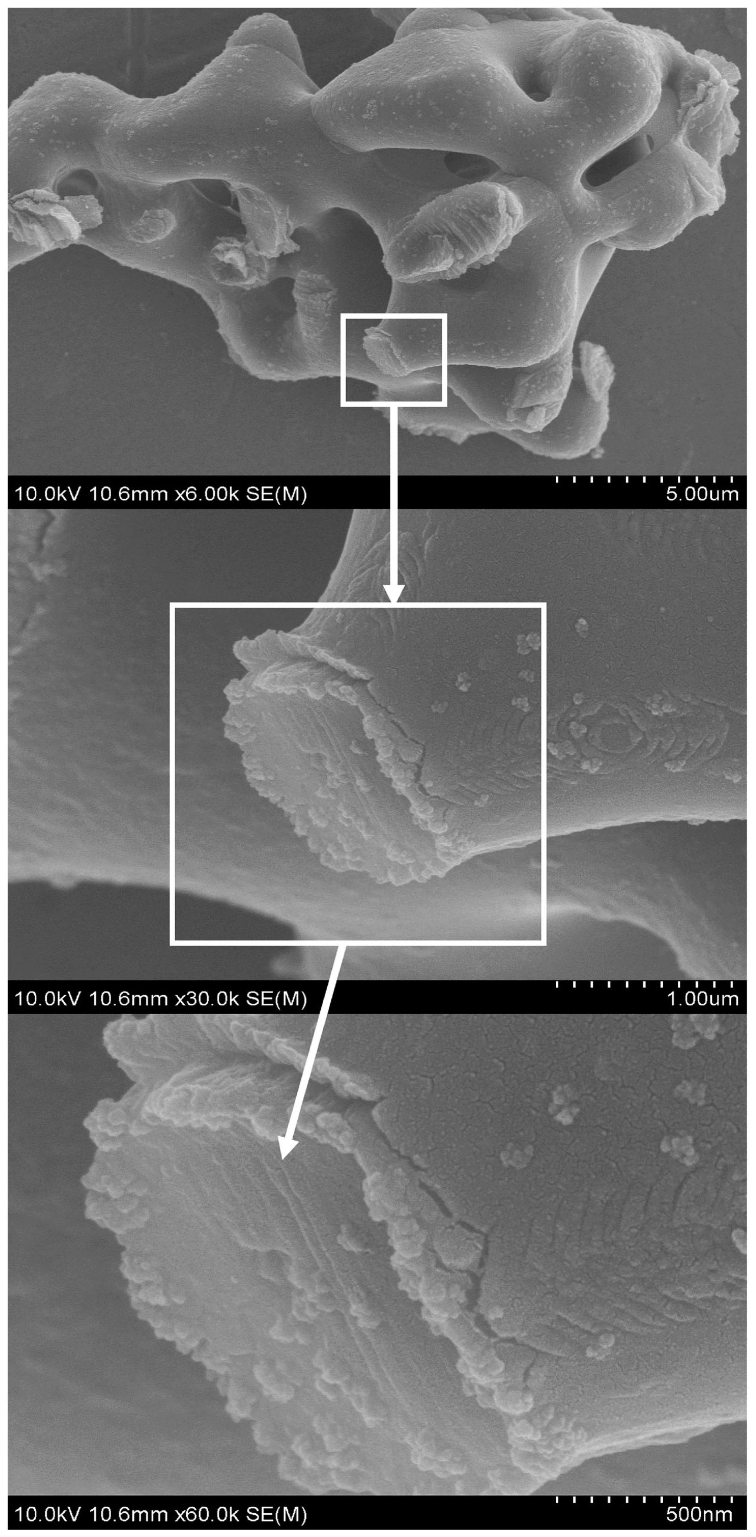 Catalysts 14 00059 g009 Catalysts 14 00059 g009