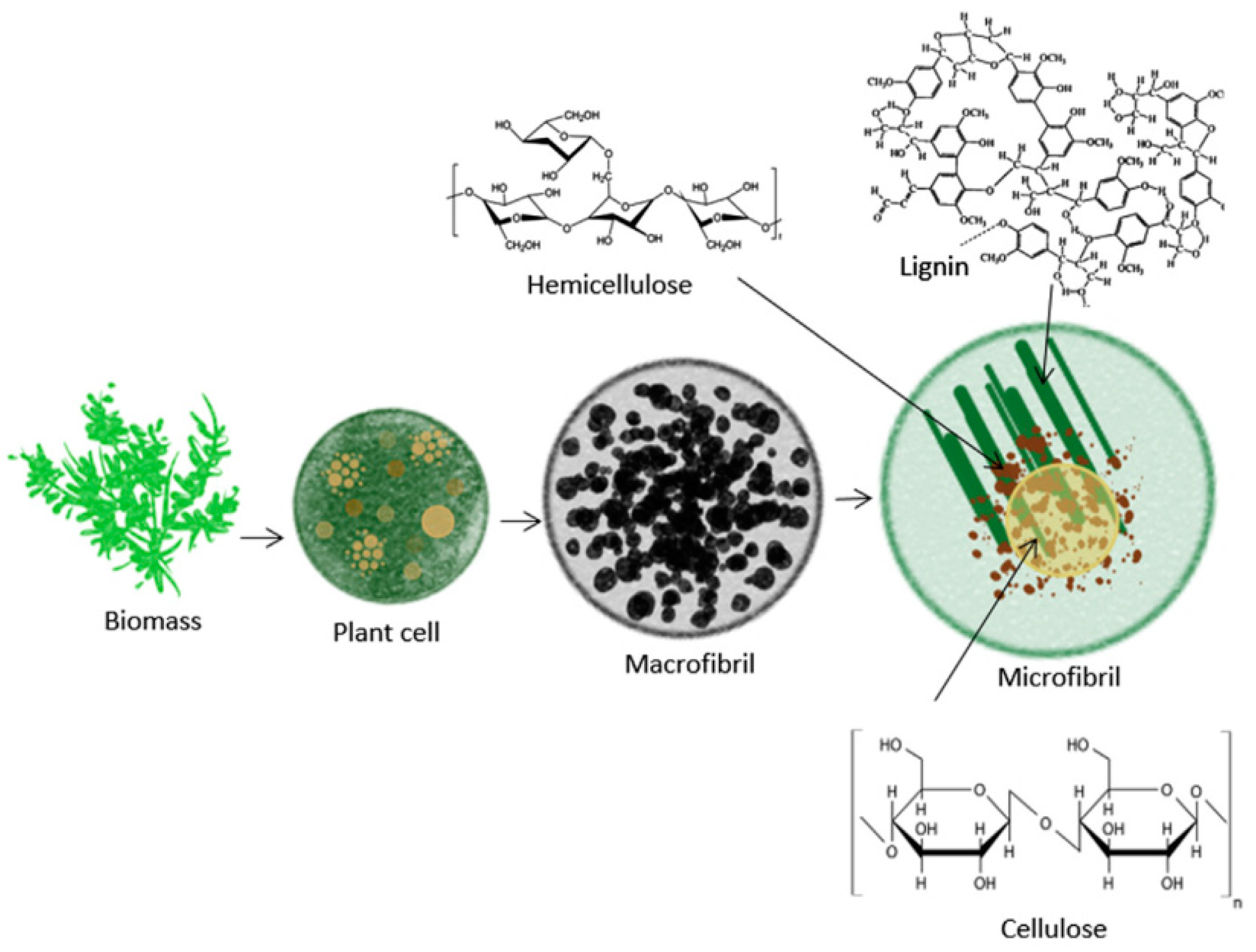 Catalysts 14 00141 g001