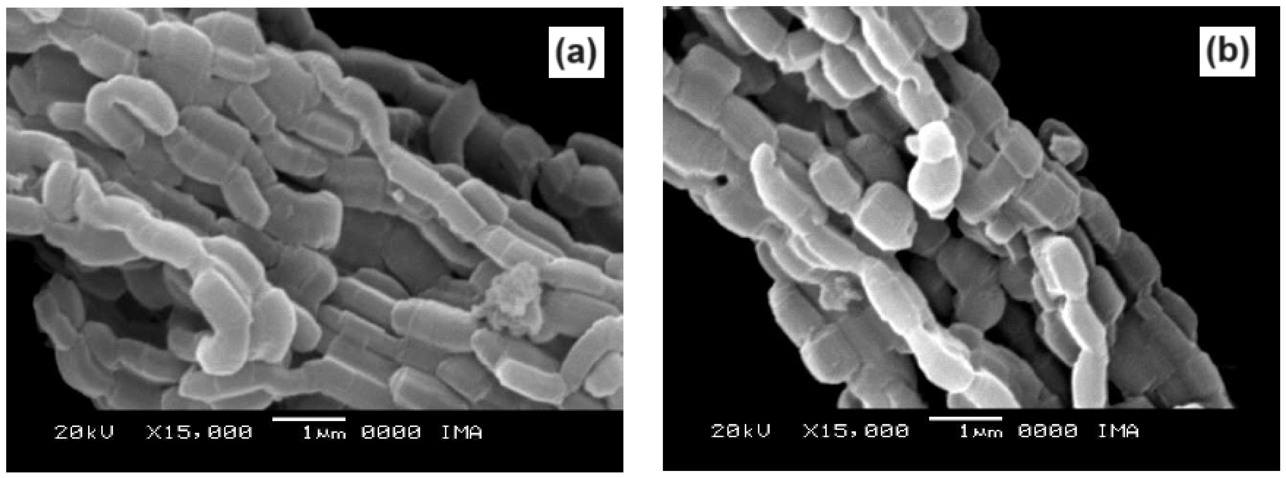 Catalysts 14 00198 g010