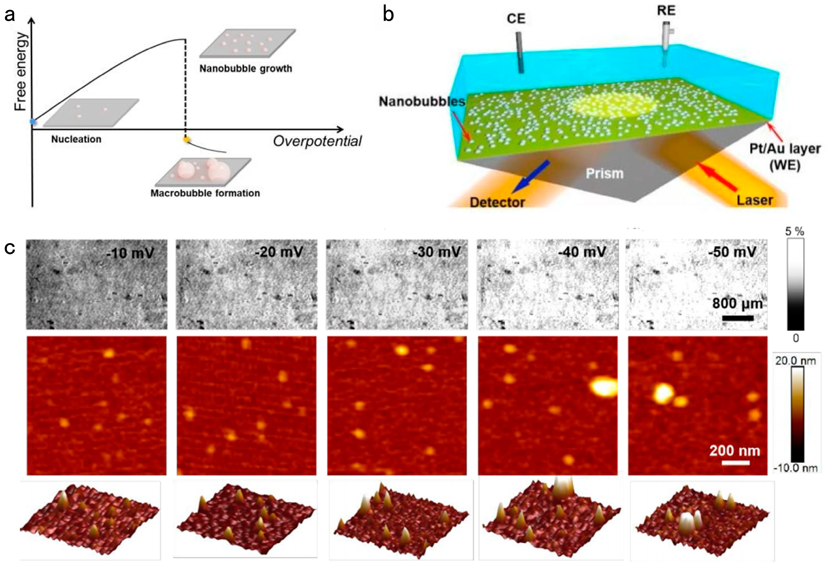 Catalysts 14 00254 g004