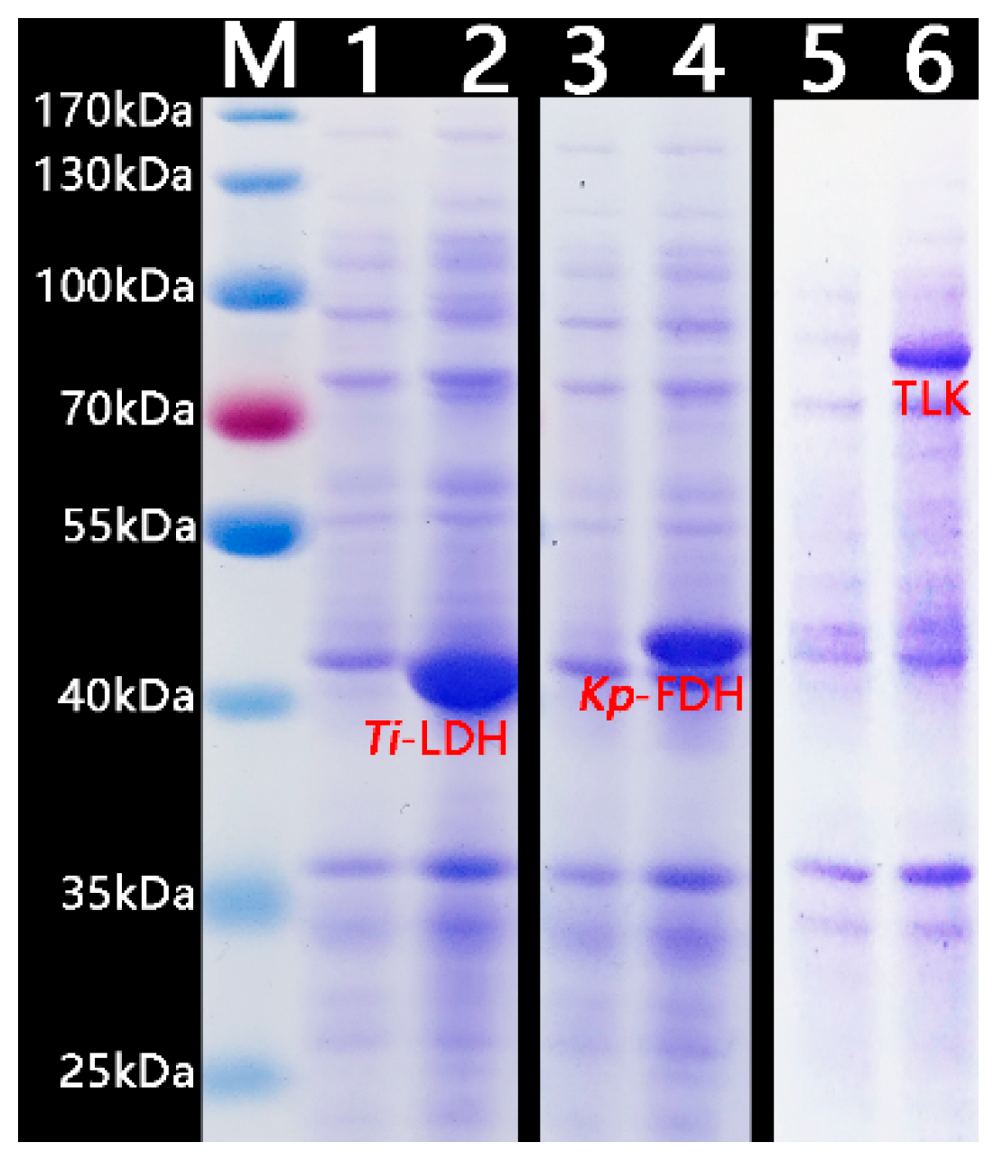 Catalysts 14 00321 g003