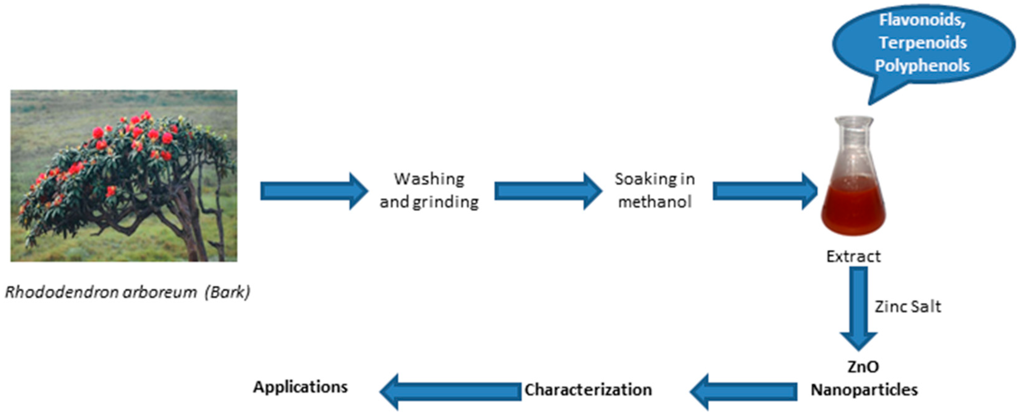 Catalysts 14 00337 g008