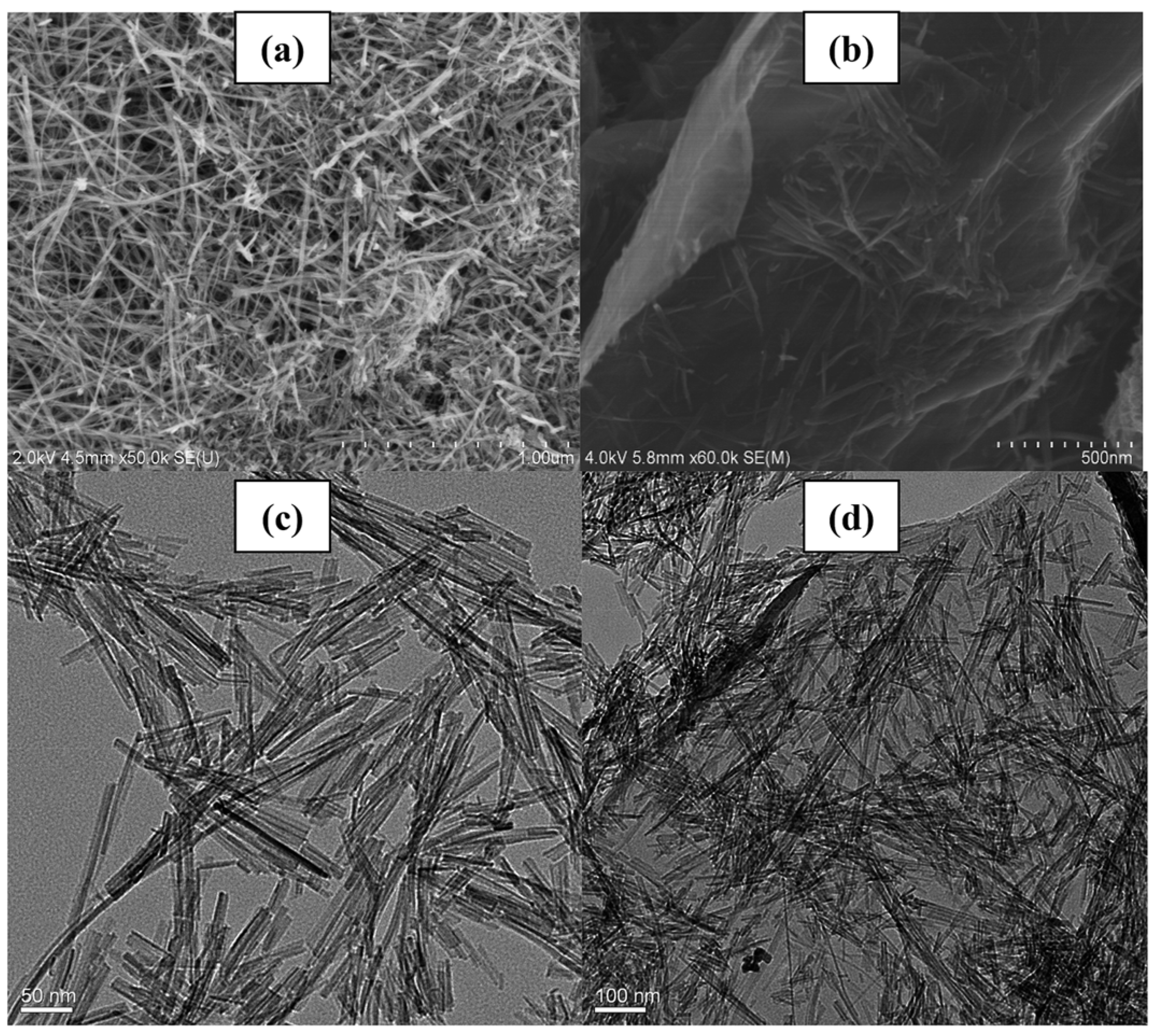 Catalysts 14 00366 g016