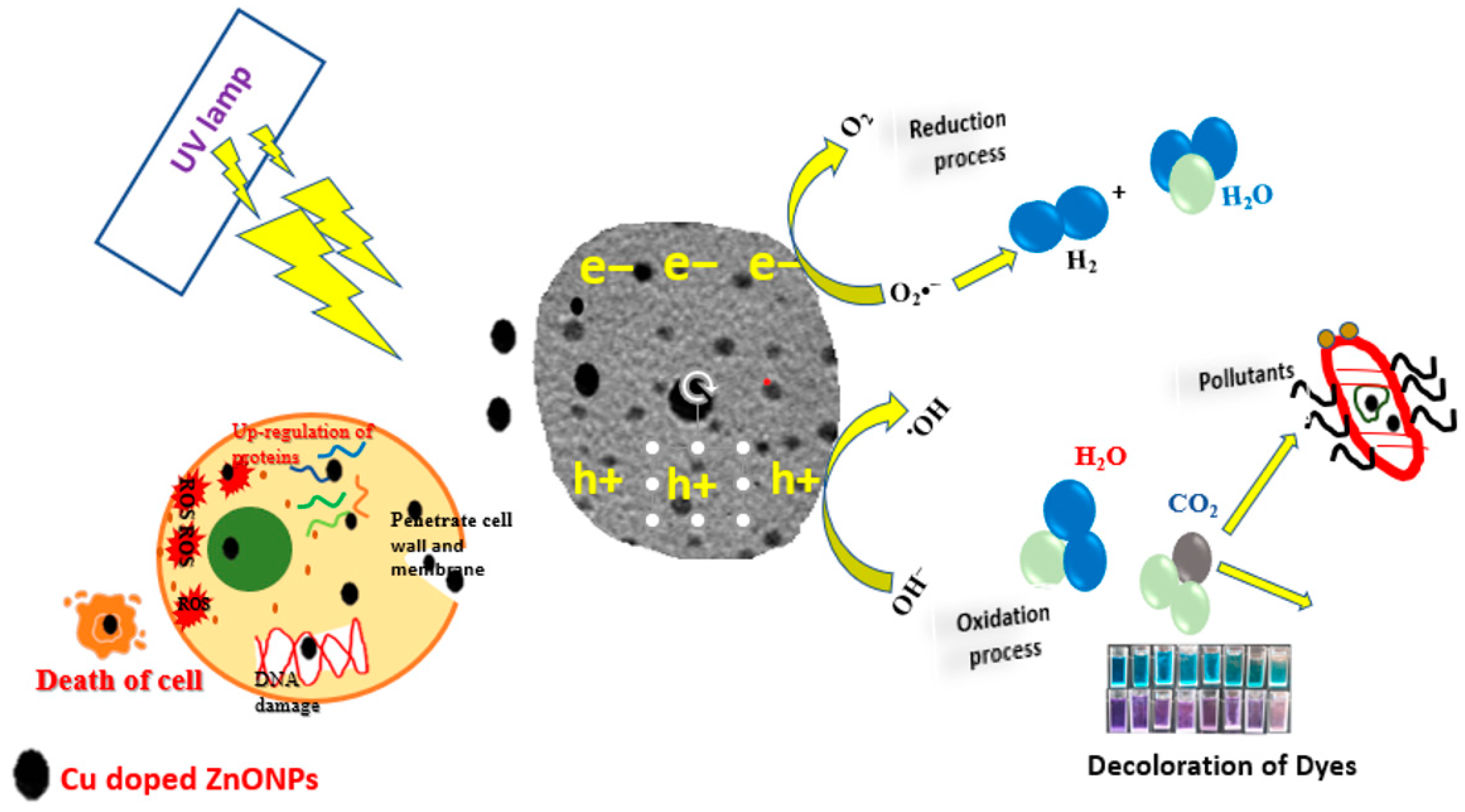 Catalysts 14 00641 g017 Catalysts 14 00641 g017