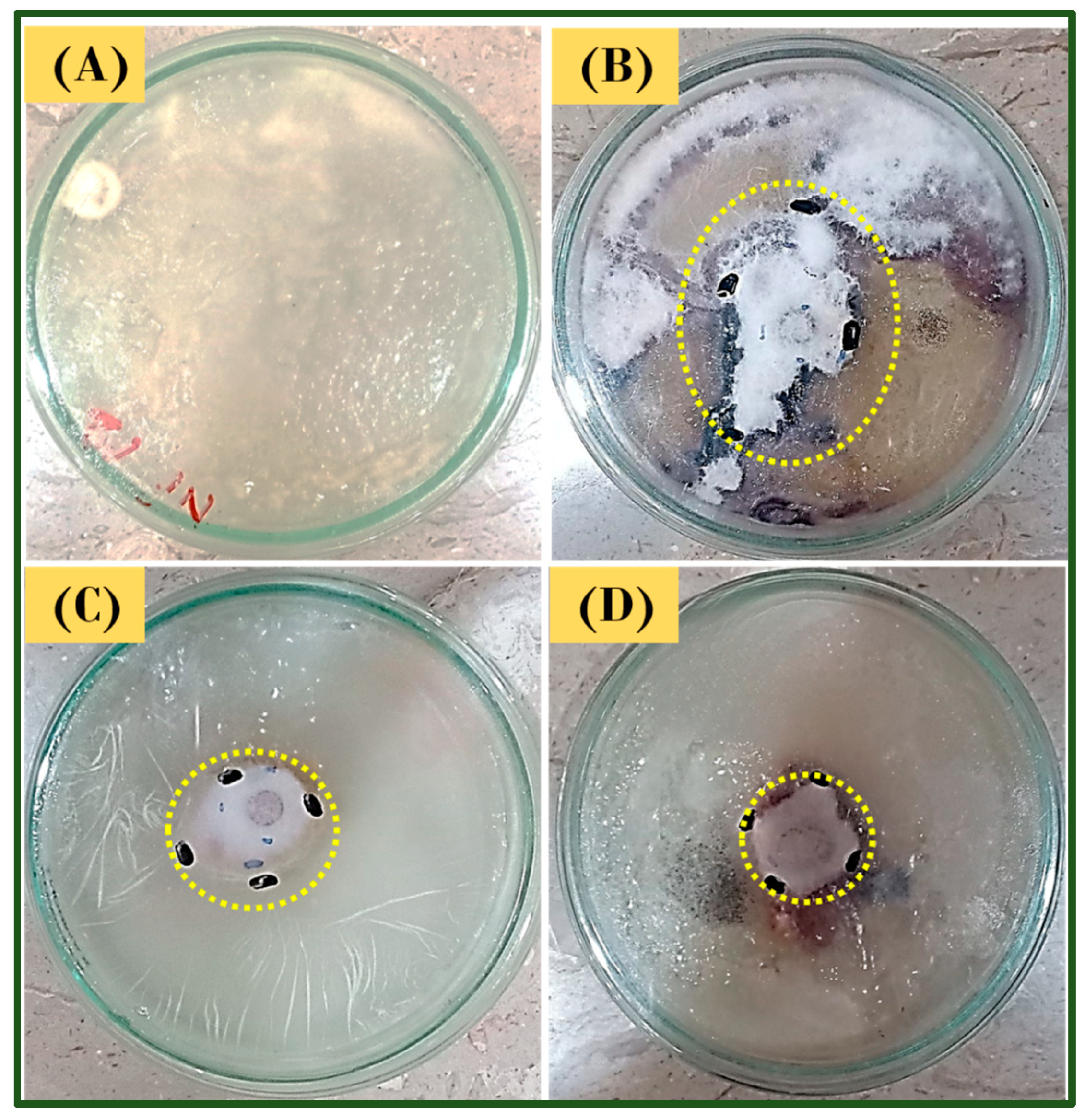 Catalysts 14 00888 g008