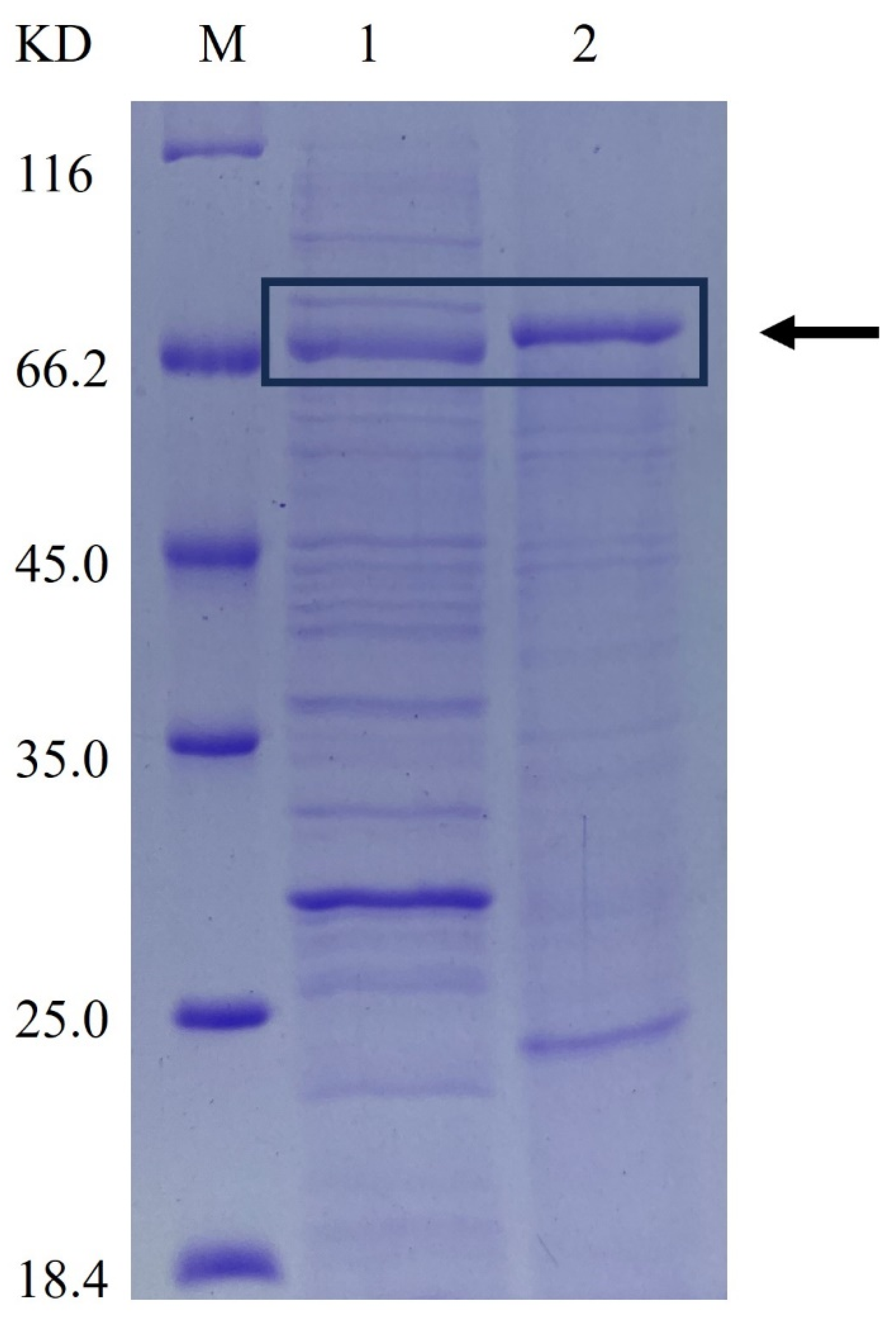Catalysts 15 00108 g001 Catalysts 15 00108 g001