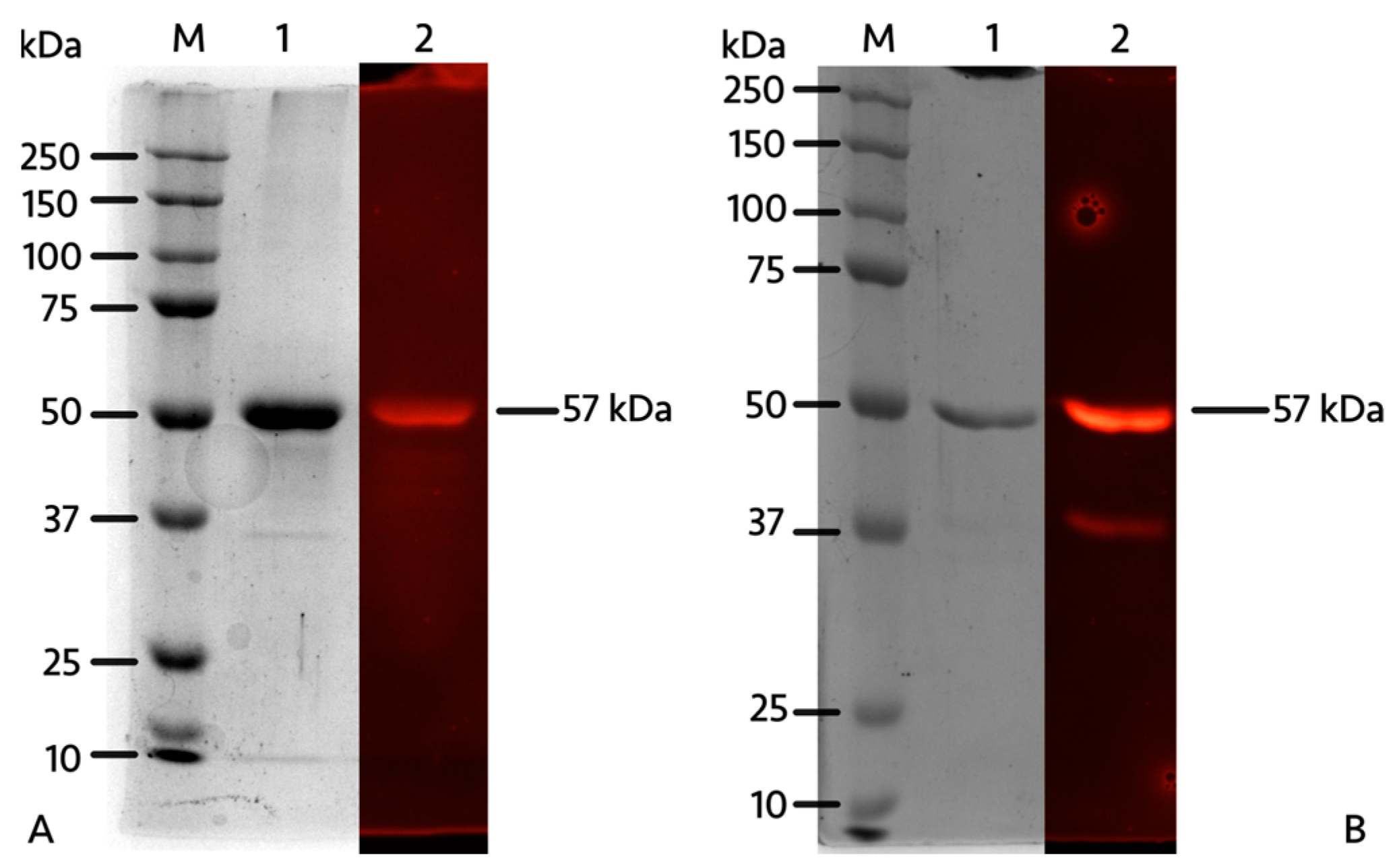 Catalysts 15 00168 g003