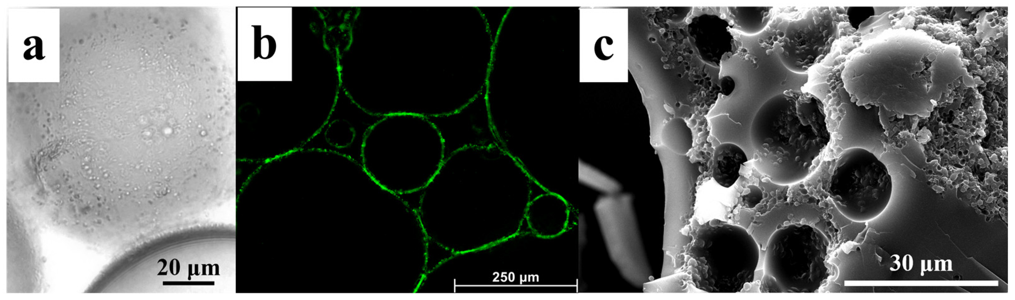 Catalysts 15 00187 g003