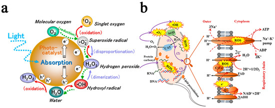 Catalysts 15 00218 g001