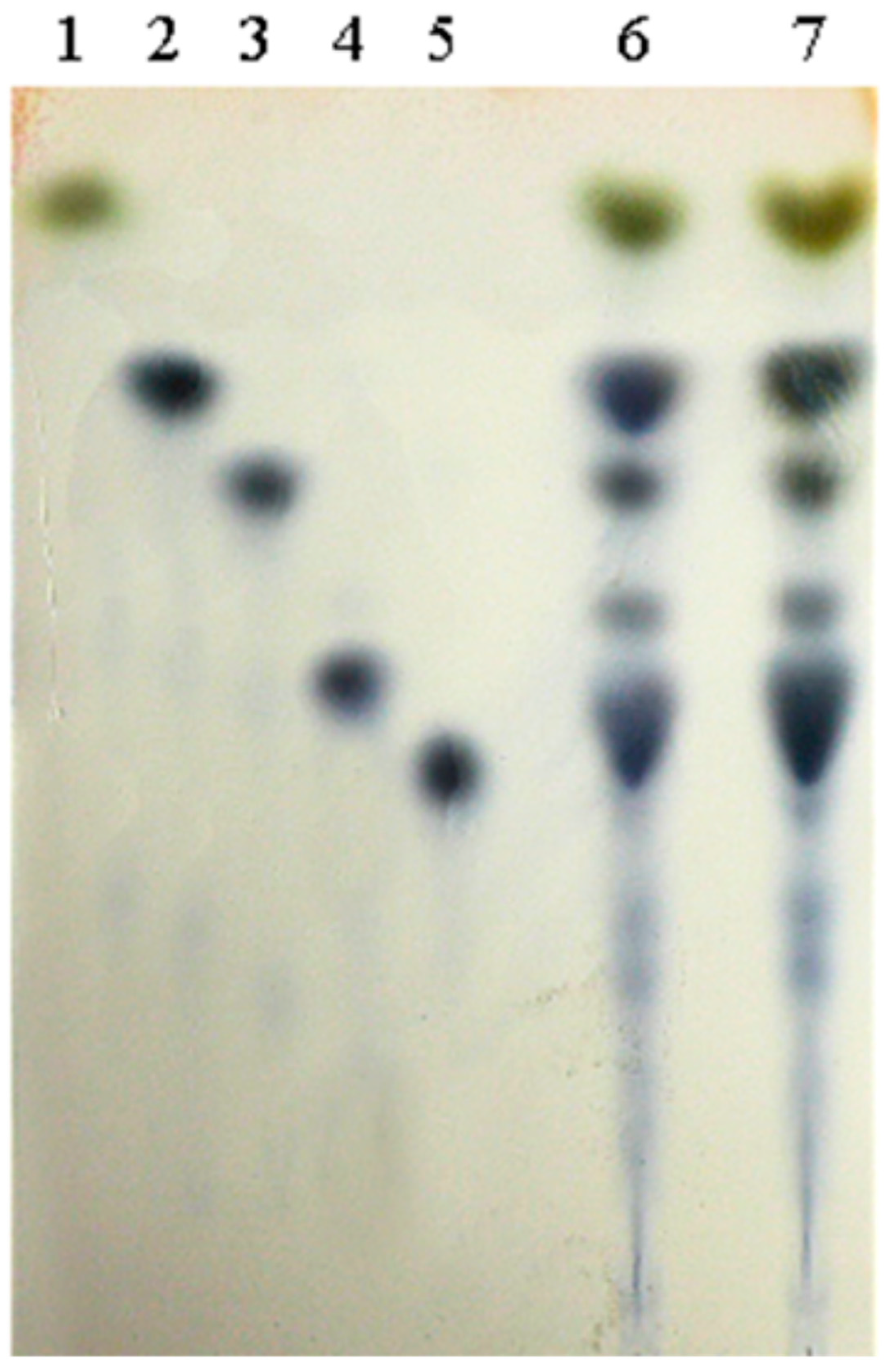 Catalysts 15 00450 g007