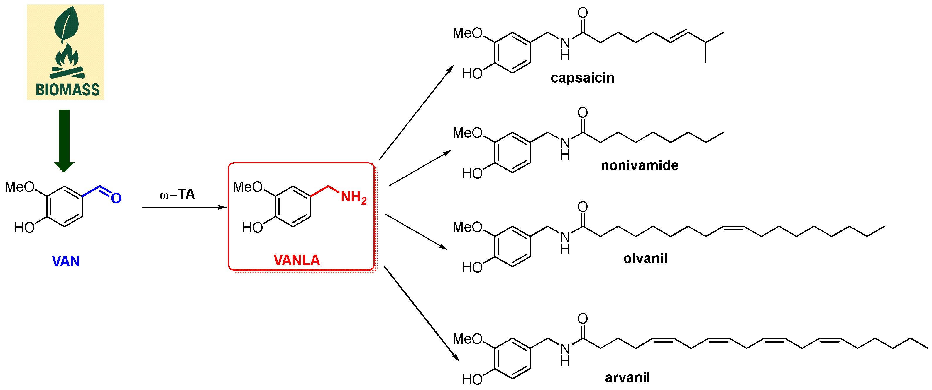 Catalysts 15 00586 sch009