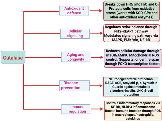 Catalase Functions and Glycation: Their Central Roles in Oxidative ...