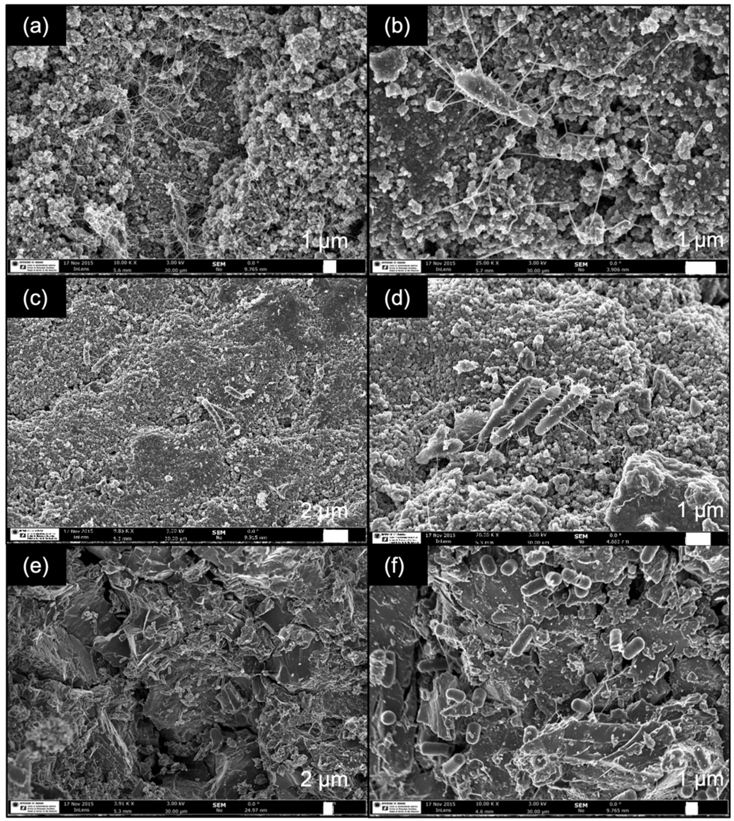 Catalysts 15 00958 g004