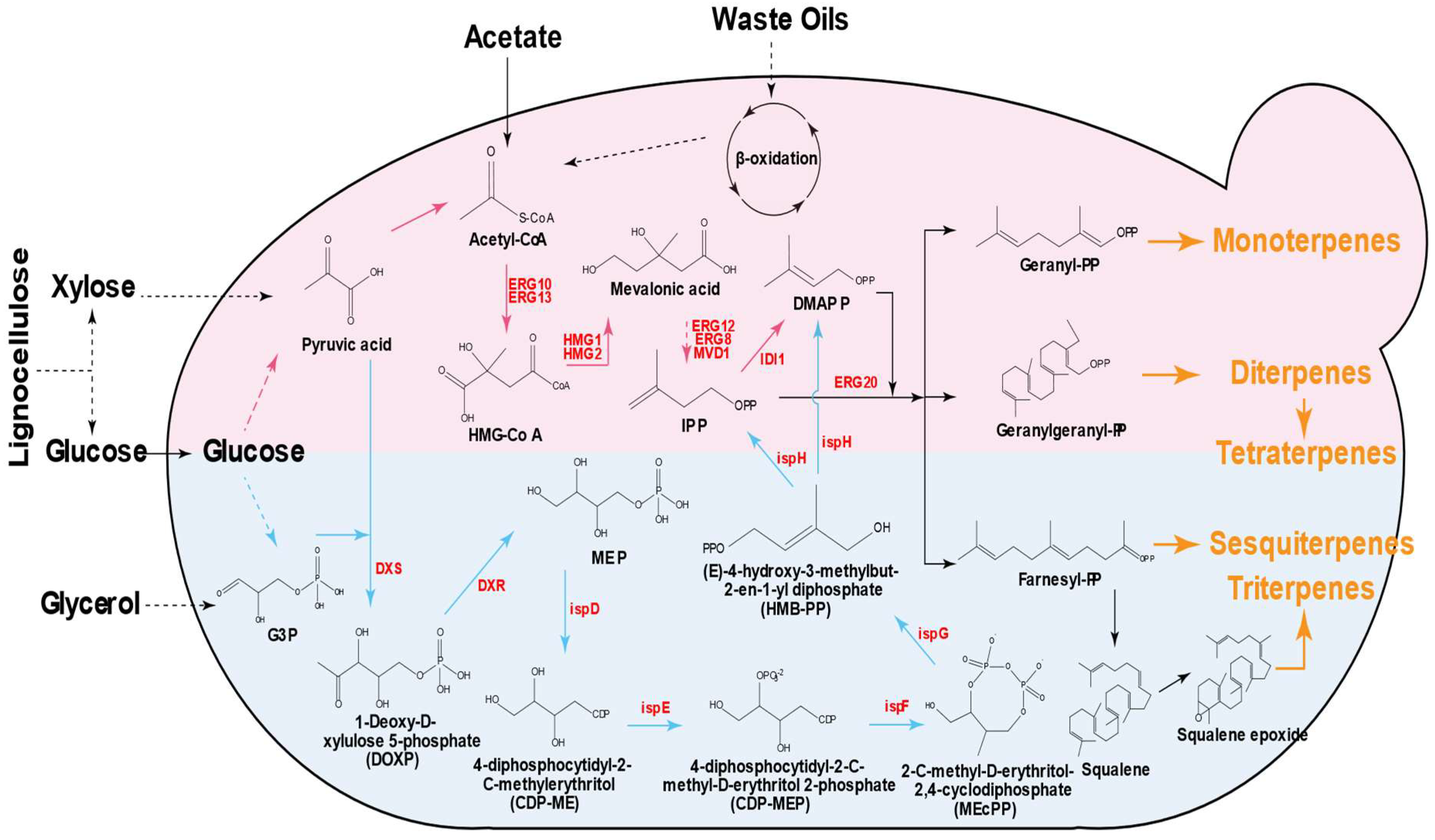 Catalysts 15 00975 g001 Catalysts 15 00975 g001
