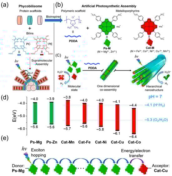 (a) Graphical representation of the formation of phycobilisome by the co-assembly of protein scaffolds and bilins; (b) Chemical structures of the anionic metalloporphyrins used as the photosensitizer (Ps-M, green) and catalysts (Cat-M, red) as well as PDDA used as a counterion polyelectrolyte; (c) Graphical representation of the co-assembly of the metalloporphyrins and PDDA into hierarchical supramolecular nanostructures for photocatalytic H2 production in water; (d) HOMO and LUMO energy levels of the metalloporphyrins as photosensitizers and catalysts in water (M = Mg2+, Zn2+, Mn3+, Fe3+, Ni2+, Cu2+, Co2+, [M] = 2 mM); (e) Graphical representation for the dissipation mechanism of the donor excitation energy. Reproduced with permission [85].