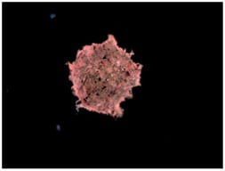PVA microcarrier with biofilm (TTC coloured).