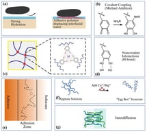 Overview of key adhesion mechanisms in biopolymer-based adhesives, showing (a) interfacial dehydration and wetting control, (b) covalent coupling, (c) metal coordination, (d) noncovalent interactions, (e) mechanical interlocking, (f) ionic crosslinking, and (g) interdiffusion. (b,d) were reproduced from [29] under the Creative Commons Attribution (CC-BY) license, Copyright 2017, Journal of the American Chemical Society. (c) was reproduced from [30] under the Creative Commons Attribution (CC-BY) license, Copyright 2013, Scientific Reports (created with BioRender.com).