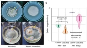 Growth inhibition test. S. japonicus was able to inhibit the growth of F. graminearum. F. graminearum (yellow arrow) did not grow on yeast cells (red arrow) in co-culture and was smaller in size (PDA, at 25 °C, photographed after 5 days) (A), which was significant (N = 11) (C) (Colony expansion after 4 days: Mann–Whitney test, p = 4.4366 × 10−5, Vargha–Delaney A effect size = 0.9635 (large effect size); Colony expansion after 6 days: Mann–Whitney test, p = 1.0816 × 10−5, Vargha–Delaney A effect size = 1 (large effect size). F. graminearum also produced fewer mycelia compared to the control in liquid medium (B) (PDB, incubated at room temperature, for 5 days, without shaking) (Similar results were obtained in MXGB and YEL media). The yellow arrows show F. graminearum, while the red arrow indicates the yeast cells settled to the bottom of the Erlenmeyer flask.