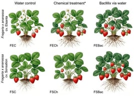 Treatment groups in experimental design. * boscalid 267 g·L−1 + pyraclostrobin 37 g·L−1 and cyprodinil 375 g·L−1 + fludioxonil 250 g·L−1. Abbreviations for samples: FEC—Fragaria cv. Elsanta control; FECh—Fragaria cv. Elsanta chemical fungicide treated; FEBac—Fragaria cv. Elsanta BacMix treated; FSC—Fragaria cv. Sonsation control; FSCh—Fragaria cv. Sonsation chemical fungicide treated; FSBac—Fragaria cv. Sonsation BacMix treated.