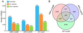 Analysis of differentially expressed genes (DEGs) between the drought-sensitive cultivar Atlantic (At) and the drought-tolerant cultivar Qingshu 9 (Qs) in basal root tips (BR), tubers (T), and primary stolons (PS). (A) Bar plot showing the count of DEGs (|log2FC| ≥ 1, p < 0.05) in each tissue-specific comparison between cultivars At and Qs. (B) Venn diagram illustrating the overlap of DEG sets from the three comparisons in (A), highlighting the number of genes shared in each pairwise overlap and all three tissues.
