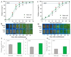 Turfgrass growth during sod production in rice straw substrate and soil. * indicates significant difference between straw and soil sod productions (p < 0.05). (A): Turfgrass coverage in 2024. (B): Photos of turfgrass coverage in 2024. (C): Turfgrass coverage in 2025. (D): Photos of turfgrass coverage in 2025. (E): Creeping growth rate in 2024. (F): Creeping growth rate in 2025. (G): Tillering rate in 2025.