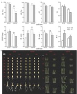 Differences in germination and growth indexes of different wheat cultivars under drought stress. (A) Differences in germination and growth indices of different wheat cultivars; (B) Comparison of seed and seedling morphology of different wheat cultivars at the early germination stage. *: p < 0.05; **: p < 0.01.
