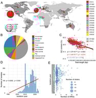 Global genomic epidemiology of S. Mbandaka. (A) Geographic distribution and ST of isolates, with pie chart size reflecting genome number and colors indicating STs. (B) Proportions of isolation sources. (C) Correlation between genome size and GC content. (D) Temporal distribution of isolation years. (E) Annual distribution of antimicrobial resistance gene (ARG) counts.