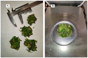 Sample weighing 5 g containing flowers with slab diameters of (A) S2 and (B) S3.