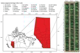 Geographical location of the experimental site at the Fairfield farm, Lethbridge Research and Development Centre, Alberta, Canada, shown at national and provincial scales, along with a representative UAV orthomosaic of the experimental plots. Cultivars planted in Range 1 of the 2025 trial are labeled in the figure for reference.