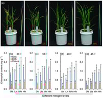 Plant morphology (a) and chlorophyll contents (b–e) of rice plants under different nitrogen conditions when subjected to heat stress. Rice seedlings were subjected to the high temperature of 45 °C for 48 h, after which we captured phenotypic images. 0N, LN, MN and HN denote zero nitrogen, low nitrogen, medium nitrogen, and high nitrogen. Vertical bars denote ± standard deviations (n = 3). Different lowercase letters denote significant differences for the same index within the same temperature among different nitrogen treatments with a least significant difference (LSD) test at p ≤ 0.05.