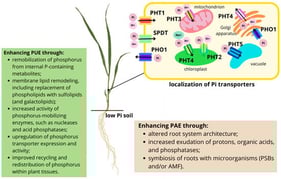 Localisation of Pi transporters in the cell and mechanisms enabling plant roots to adapt to phosphorus deficiency in the soil. Abbreviations: PAE—phosphorus acquisition efficiency; PUE—phosphorus use efficiency; PHT1–PHT5—phosphate transporter families 1–5; SPDT—SULTR-like phosphorus distribution transporter; PHO1—phosphate exporter; PSPBs—phosphate-solubilising bacteria; AMF—arbuscular mycorrhizal fungi.
