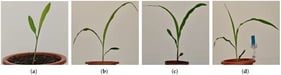 Maize dataset images and PVC marker plate image. (a) Two-leaf maize seedling image. (b) Three-leaf maize seedling image. (c) Four-leaf maize seedling image. (d) Maize seedling image with PVC marker plate.