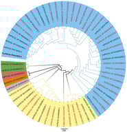 Neighbor-Joining phylogenetic tree of P5CS proteins. In addition to the CcP5CS protein, those of green algae, mosses and other higher plants were included in the analysis, with 59 sequences taken into account. Sequences from chlorophyte species are high-lighted in green. The bryophyte Physcomitrella patens is shown in red. The lycophyte Selaginella moellendorffii is highlighted in orange. The ancestral angiosperm Amborella trichopoda is highlighted in gray. Monocotyledonous species are indicated in yellow, and eudicotyledonous species in blue. Halophytic plant species are indicated in red font within the phylogenetic tree. The accession numbers and the meaning of the nomenclature are presented in Supplementary Table S1. The sequence of the chlorophyte Chlamydomonas reinhardtii were used as external member. The amino acid sequences were aligned using the MUSCLE program; the phylogenetic trees were constructed using the MEGA12.1 program “http://www.megasoftware.net/ (accessed on 15 July 2025)” and edited in the iTOL v.7 program “https://itol.embl.de/ (accessed on 15 July 2025)”. * It corresponds to the sequence of C. chinense.