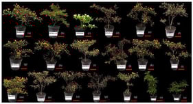 Genotypes of ornamental pepper plants (Capsicum annuum L.) used in this study: (a) 55.50.36.1.8; (b) 55.50.4.1.9; (c) ‘Pirâmide’; (d) 56.26.15.1.6; (e) 55.50.4.1.2; (f) 55.50.4.1.1; (g) 56.26.24.1.4; (h) 56.26.33.1.9; (i) 56.26.34.1.4; (j) 17.15.48.1.2; (k) 56.26.15.1.5; (l) 56.26.33.1.5; (m) 56.8.24.1.2; (n) 56.26.24.1.10; (o) 17.15.4.1.9; (p) 56.26.34.1.2; (q) 56.26.33.1.3; (r) Stromboli; (s) UFPB214; (t) UFPB239; (u) UFPB174; (v) UFPB240; (w) UFPB232; (x) UFPB241; (y) UFPB288; (z) 56.26.24.1.1; (aa) 17.15.4.1.5; (ab) UFPB284; (ac) UFPB273; (ad) G77.3; (ae) UFPB250; (af) 55.50.36.1.3; (ag) 55.50.44.1.8; (ah) UFPB36; (ai) G134; (aj) Calypso; (ak) UFPB58; (al) UFPB393; (am) UFPB291; (an) Etna.