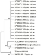 Tree based on the analysis of COI.