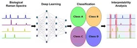 The schematic outlines the workflow for classifying biological Raman spectral data including breast cells, EVPs, viruses, and bacteria. The process begins with the acquisition of Raman spectra from raw biological samples, resulting in the construction of a structured Raman spectral dataset. A specialized deep neural network is then applied to classify the spectral data, enabling the distinction of different biological samples.