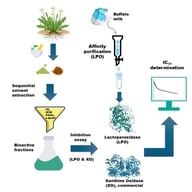 Purification of buffalo milk LPO by elution from the Sepharose 4B–ethylenediamine–4–thioureidobenzenesulfonamide affinity column. The green curve (left y-axis) represents LPO activity (EU), and the blue curve (right y-axis) depicts the change in absorbance at 280 nm. The orange dots on the x-axis denote fractions of the purified enzyme.