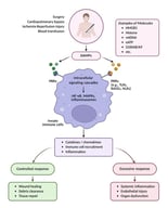 Schematic representation of the sources and types damage-associated molecular patterns (DAMPs). (A) Endogenous DAMPs released from an injured cell. The figure illustrates the major subcellular origins of DAMPs, including mitochondrial DAMPs (mitochondrial DNA, extracellular ATP, N-formyl peptides), cytosolic DAMPs (heat shock proteins, S100 proteins, uric acid), and nuclear DAMPs (extracellular DNA, histones, HMGB1). Elements of the extracellular matrix such as biglycan, low-molecular-weight hyaluronan, and heparan sulfate are also shown as extracellular-derived DAMPs. (B) Transfusion-derived DAMPs associated with different blood products. Red blood cell units may contain cell-free hemoglobin and heme, mitochondrial and nuclear DNA fragments, microparticles, and ATP. Platelet units may release platelet-derived microparticles and HMGB1. Plasma products, including fresh frozen plasma, may contain plasma-derived microparticles. Explanation in the text. Created in BioRender. Maisat, W. (2025) https://BioRender.com/7ldsmk0.