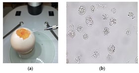 Blood sample collection for PGC extraction via microinjector (a) and PGC culture at 21st day of cultivation (b).