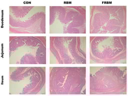 Effect of RBM and FRBM on intestinal morphology in pigs (HE staining, scale bar: 500 μm, n = 6). CON = corn soybean meal diet (basal diet), RBM = basal diet with 30% RBM, FRBM = basal diet with 30% FRBM.