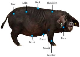 Schematic diagram of the nine anatomical sampling sites on Shenxian pigs.
