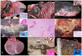 (A) Animal no. 28. Intra- and interspecific traumatic interaction. Extensive subcutaneous cervical circumferential hemorrhage extending deep into muscle planes. Inset: Animal no. 27: Intraspecific interaction with killer whale. Fat emboli (Oil Red O). A focal pulmonary subpleural vessel is partially obliterated by a fat embolus (red). (B) Animal no. 34: Intra- and interspecific traumatic interaction. Focal perforation with peripheral hemorrhages within the left dorso-lateral aspect of the thoracic cavity (white arrows) and associated lung perforation (non-visible). (C) Animal no. 33. Intraspecific traumatic interaction with a shark. Inset: Multifocal cutaneous intraspecific rake marks with dermal hemorrhages and often displaying clean and sharp edges and half-moon disposition (left and ventro-lateral cervical region). (D) Animal no. 32. Clostridium perfringens infection. The serosa of the small intestine and the mesenterium are multifocally expanded by gas (emphysema; Pneumatosis intestinalis). Upper inset, H&amp;E: Fibrinosuppurative peritonitis within the visceral diaphragmatic surface with focal intralesional bacterial aggregate. Lower inset, Gram-stain: Note the Gram-positive intralesional bacteria. (E) Animal no. 31. Infectious encephalitis, unknown etiology. Lymphoplasmacytic encephalitis with multiple perivascular cuffing formation (upper left), multiple areas of gliosis, and hemorrhage. (F) Animal no. 32. Cervical gill adenitis. The cervical gland is expanded by numerous long nematodes (Crassicauda sp.). Inset, H&amp;E: Detail of the pyogranulomatous panniculitis with intralesional transverse section of Crassicadua sp. displaying a light eosinophilic cuticle, hypodermis, pseudocoelom, coelomyarian–polymyarian musculature, digestive system lined by cuboidal to columnar cells, and paired uteri (non-visible). (G) Animal no. 35. Dilated cardiomyopathy. The heart exhibits a globular shape with marked dilation of the right ventricular chamber and thin right free-ventricular wall (non-visible). Note doble apex. (H) Animal no. 7. Vessel collision. Animal at necropsy spot. The abdomen exhibits a longitudinal and oblique section with clear edges and partial evisceration (black arrows). Upper inset, Animal no. 19. Osmium tetraoxide (OsO4). Detail of a pulmonary osmiophilic fat embolus within the pulmonary vasculature. Lower inset, Animal 18, H&amp;E: Intravascular osseous fragments. (I) Animal no. 30. Foreign body-associated pathology. The keratinized stomach is filled with multiple transparent (black arrowhead) and blue (white arrowhead) plastic materials embedded in abundant Anisakis sp. Inset, animal no. 41: Display of gastric foreign plastic material.
