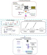 Schematic of antibody screening, prediction, and activity evaluation. (A) Screening and Preparation: Antibody clones were isolated by phage display panning, expressed in 293E cells, and purified for further analysis; (B,C) Binding activity of mAbs in vitro: (B) Binding affinity was assessed by ELISA. (C) Binding affinity was assessed by SPR. (D) Neutralization activity of mAbs in vivo. (E) Structural prediction and docking were performed using ImmuneBuilder (v1.1.1) and GRAMM (Web Sever); interface hydrogen-bond contacts were analyzed in PyMOL (v3.1), mutational effects (ΔΔG) were predicted using SAAMBE-3D (Web Sever), and interaction energies were finally calculated using Rosetta.