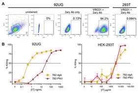 Env expression and cytotoxicity of CICs on 92UG and the parental 293T cells. (A) Flow cytometric analysis of cell surface Env. Cells were stained with human anti-gp120 mAb VRC01, then with anti-human IgG secondary Ab labeled with phycoerythrin (PE). The vertical axis shows side scatter on a linear scale. The horizontal axis on the left-most panel is forward scatter on a linear scale. This panel also shows the gate used for analysis of fluorescence. The remaining panels show log fluorescence intensity on the horizontal axis. The percentage of cells within the defined rectangle, i.e., Env+, is indicated. Specificity controls include unstained and only secondary Ab on 92UG cells and fully stained Env− 293T cells. (B) Cytotoxicity of CICs. Cells were incubated for three days in the presence of the indicated concentration of CIC and 500 ng/mL CD4-IgG2. Cell viability was quantified as MTS dye reduction over the final 3 h of culture. Note the 100× difference in CIC concentrations tested on 92UG versus 293T. Results show the mean and SEM of triplicate cultures. If no error bars are visible, they are smaller than the symbol.