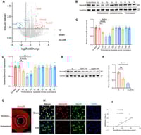 Decreased Sema3B in perihematomal tissue is associated with neurological recovery after ICH. (A) Volcano plot from RNA-seq comparing perihematomal tissue following ICH with Sham controls, showing differentially expressed genes; Sema3b is markedly downregulated. Abbreviations: Sema3b, semaphorin 3B; Ccl4, C–C motif chemokine ligand 4; Clec4d, C-type lectin domain family 4 member D; Tacstd2, tumor-associated calcium signal transducer 2; Kcnk5, potassium two pore domain channel subfamily K member 5; Ccdc153, coiled-coil domain containing 153. (B,C) Immunoblotting for relative Sema3B protein expression in perihematomal tissue from 0 h (Sham) to 7 days after ICH (n = 6). (D) Quantitative PCR assessment of relative Sema3B transcript abundance in perihematomal tissue from 0 h (Sham) to 7 days after ICH (n = 6). (E,F) Representative immunoblots showing relative Sema3B protein levels in N2a cells stimulated with hemoglobin (Hb) (n = 3). (G) Representative immunofluorescence images showing Sema3B expression in the perihematomal region at 72 h after ICH (n = 3; scale bar = 1 mm). (H) Representative confocal immunofluorescence images showing neuronal Sema3B expression at 0 h (Sham) and at the 72 h time point after ICH (n = 3; scale bar = 10 μm). (I) Correlation analysis revealed that higher Sema3B protein levels in the perihematomal tissue on day 3 after ICH were associated with a faster rate of neurological functional recovery during the first three days (n =10). (* p < 0.05, ** p < 0.01, **** p < 0.0001).