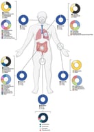 Human microbiome composition and function. Schematic representation of the main human microbiomes (gut, skin, oral, lung, and male and female reproductive tracts) and their predominant microbial taxa [33,52,53,54,55,56,57,58,59].