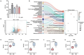 Untargeted metabolomic profiling of HepG2 cells: (A) Impact of varying CRA concentrations on HepG2 cell viability. (B) Volcano plot illustrating differential metabolites in HepG2 cells treated with or without 10 μg/mL CRA. (C) Metabolic pathway enrichment analysis of CRA-affected differential metabolites. The relative sensitivity analysis of (D) 5-oxoproline, (E) γ-Glu-Cys, (F) L-Cys, and (G) GSH metabolites in the GSH metabolic pathway. Data are presented as mean ± SD, n = 6. ### p < 0.001 compared with the CON group; * p < 0.05, ** p < 0.01, *** p < 0.001 compared with the CON group.