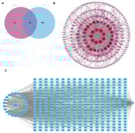 Network pharmacology results of AEB and DN. (A) Venn diagram; (B) PPI network among key targets; (C) The “disease-targets-components” associated with AEB and DN.