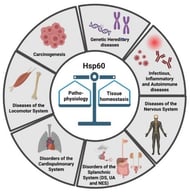 The figure illustrates the involvement of Hsp60 in the etiopathogenesis of human diseases. Specifically, genetic alterations, inflammation/autoimmunity, and carcinogenesis were chosen as overarching themes under which the main aspects of general pathology—i.e., the study of disease etiopathogenesis—are organized. Selected examples that are described in greater detail in the main text are also shown. In particular, mutations in the HSPD1 gene have been linked to diseases affecting the nervous system (Hypomyelinating Leukodystrophy 4 and Spastic Paraplegia 13) and the cardiovascular system (Dilated Cardiomyopathy). In the context of autoimmune and inflammatory conditions, Hsp60 can act both as an autoantigen, promoting autoantibody production and autoreactivity, and as a chaperokine, triggering inflammation when surface-exposed or secreted. Finally, in carcinogenesis, Hsp60 may function either as a pro-tumorigenic or an anti-tumorigenic factor, depending on the cellular context. Created in BioRender (https://BioRender.com/cnq6d32; accessed on 27 November 2025).